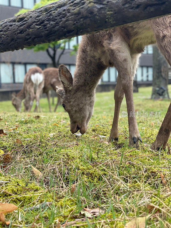 雄伟的库尔鹿(Axis kuhlii)在风景秀丽的奈良公园，日本